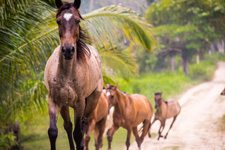 Belize-Interior-Mayan Jungle Ride with Caracol excursion